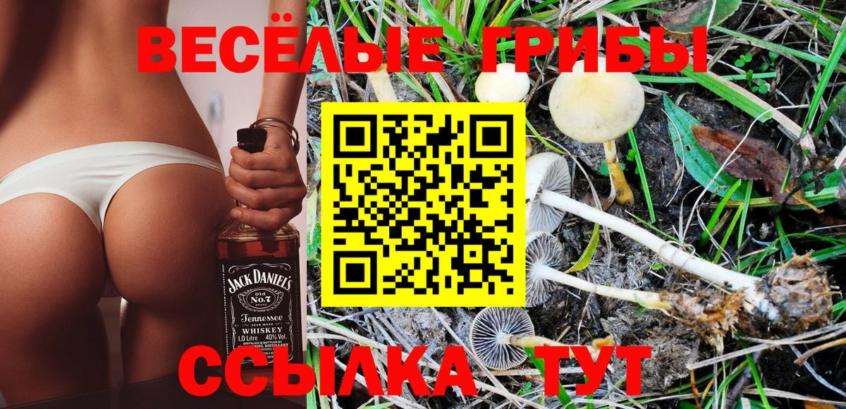 Галлюциногенные грибы Magic Shrooms  Вход с VPN  Кудымкар  Псилоцибиновые грибы Psilocybe 